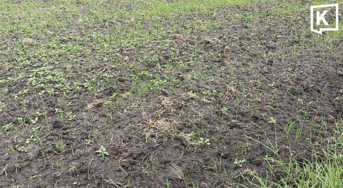 Super El Nino drought forces Korat farmers to replant rice Super El Niño drought forces Korat farmers to replant rice