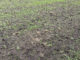 Super El Niño drought forces Korat farmers to replant rice Super El Niño drought forces Korat farmers to replant rice