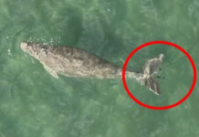Thailand launches ‘SAVE OUR DUGONG’ campaign, aims to cut human-caused deaths to zero Thailand launches ‘SAVE OUR DUGONG’ campaign, aims to cut human-caused deaths to zero