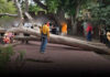 Tree breaks at Ayutthaya temple, injuring four tourists Tree breaks at Ayutthaya temple, injuring four tourists