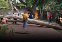 Tree breaks at Ayutthaya temple, injuring four tourists Tree breaks at Ayutthaya temple, injuring four tourists