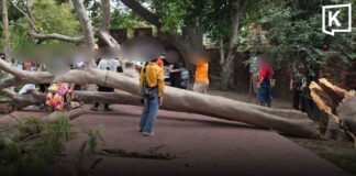 Tree breaks at Ayutthaya temple, injuring four tourists Tree breaks at Ayutthaya temple, injuring four tourists