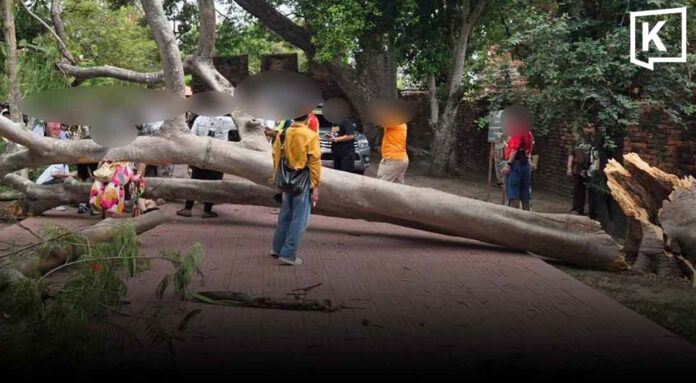 Tree breaks at Ayutthaya temple, injuring four tourists Tree breaks at Ayutthaya temple, injuring four tourists