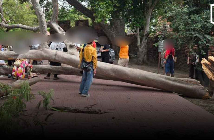 Tree breaks at Ayutthaya temple, injuring four tourists Tree breaks at Ayutthaya temple, injuring four tourists
