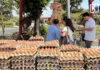 Chonburi man offers 8,900 eggs after claiming lottery wins in 10 straight draws