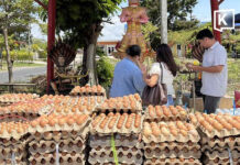 Chonburi man offers 8,900 eggs after claiming lottery wins in 10 straight draws