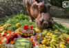 Mae Mali, Thailand’s oldest hippo celebrates her 61st birthday