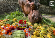 Mae Mali, Thailand’s oldest hippo celebrates her 61st birthday