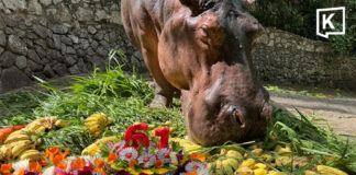 Mae Mali, Thailand’s oldest hippo celebrates her 61st birthday