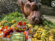Mae Mali, Thailand’s oldest hippo celebrates her 61st birthday PAAAAA1BMVEWurq51dlI4AAAAAXRSTlMmkutdmwAAAA5JREFUKM9jGAWjYJABAAKUAAHoEAeuAAAAAElFTkSuQmCC