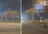 Khao Yai’s “Biang Lek” elephant spotted outside karaoke venue