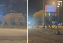 Khao Yai’s “Biang Lek” elephant spotted outside karaoke venue
