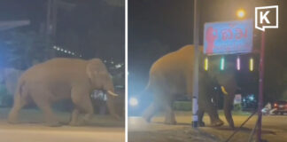 Khao Yai’s “Biang Lek” elephant spotted outside karaoke venue