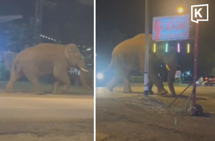 Khao Yai’s “Biang Lek” elephant spotted outside karaoke venue