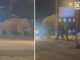Khao Yai’s “Biang Lek” elephant spotted outside karaoke venue PAAAAA1BMVEWurq51dlI4AAAAAXRSTlMmkutdmwAAAA5JREFUKM9jGAWjYJABAAKUAAHoEAeuAAAAAElFTkSuQmCC