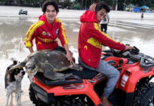 50kg sea turtle found stranded on Phuket’s Patong Beach
