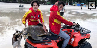 50kg sea turtle found stranded on Phuket’s Patong Beach