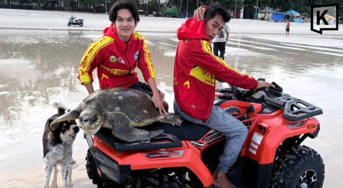 50kg sea turtle found stranded on Phuket’s Patong Beach