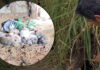 Dog lover, 65, dies trying to save puppies from dirt hole