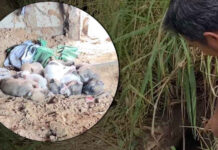 Dog lover, 65, dies trying to save puppies from dirt hole