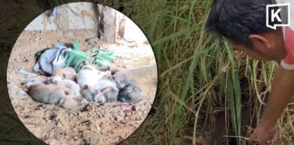 Dog lover, 65, dies trying to save puppies from dirt hole