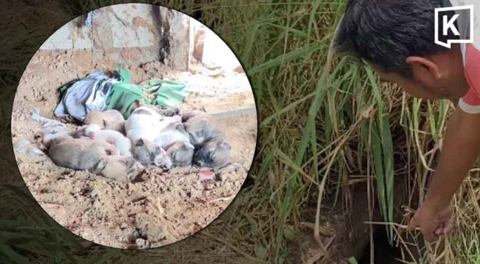 Dog lover, 65, dies trying to save puppies from dirt hole