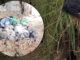 Dog lover, 65, dies trying to save puppies from dirt hole PAAAAA1BMVEWurq51dlI4AAAAAXRSTlMmkutdmwAAAA5JREFUKM9jGAWjYJABAAKUAAHoEAeuAAAAAElFTkSuQmCC