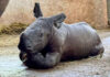 Khao Kheow Zoo welcomes a new white rhino calf on Rhino Day Khao Kheow Zoo welcomes a new white rhino calf on Rhino Day