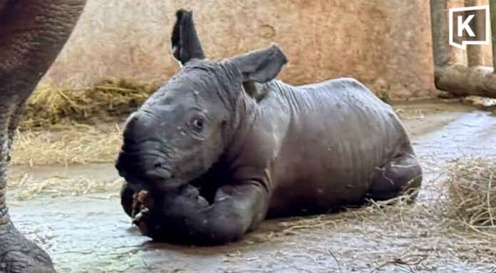 Khao Kheow Zoo welcomes a new white rhino calf on Rhino Day Khao Kheow Zoo welcomes a new white rhino calf on Rhino Day