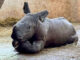Khao Kheow Zoo welcomes a new white rhino calf on Rhino Day Khao Kheow Zoo welcomes a new white rhino calf on Rhino Day