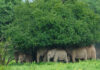 Kui Buri elephants huddle under trees as rain pours down Kui Buri elephants huddle under trees as rain pours down