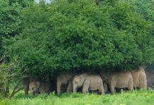 Kui Buri elephants huddle under trees as rain pours down Kui Buri elephants huddle under trees as rain pours down