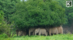 Kui Buri elephants huddle under trees as rain pours down