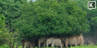 Kui Buri elephants huddle under trees as rain pours down Kui Buri elephants huddle under trees as rain pours down