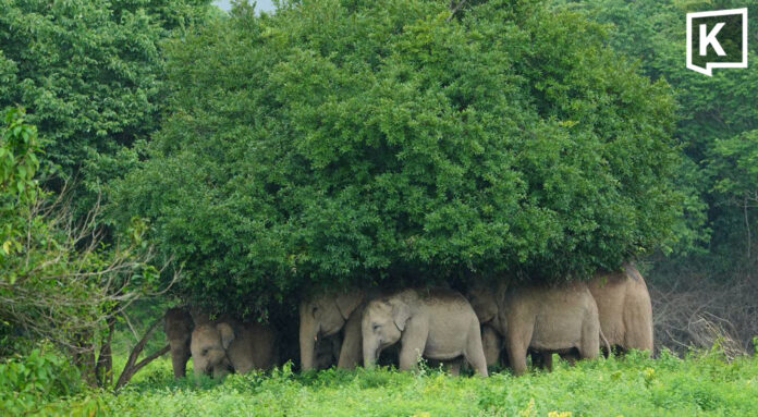 Kui Buri elephants huddle under trees as rain pours down