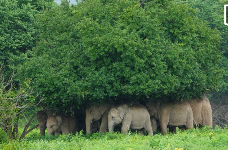 Kui Buri elephants huddle under trees as rain pours down Kui Buri elephants huddle under trees as rain pours down