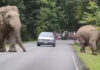TSPCA warns after driver nearly hits Khao Yai elephants Nearly hitting Khao Yai elephant brings charges for driver