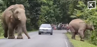 TSPCA warns after driver nearly hits Khao Yai elephants Nearly hitting Khao Yai elephant brings charges for driver