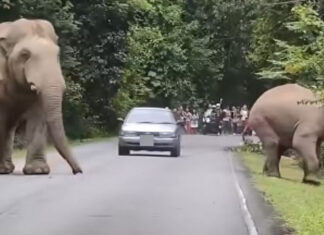 TSPCA warns after driver nearly hits Khao Yai elephants Nearly hitting Khao Yai elephant brings charges for driver