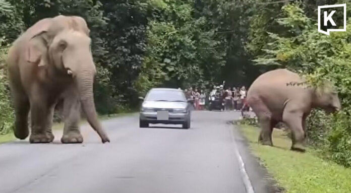 Nearly hitting Khao Yai elephant brings charges for driver Nearly hitting Khao Yai elephant brings charges for driver