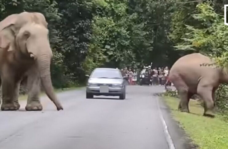 TSPCA warns after driver nearly hits Khao Yai elephants Nearly hitting Khao Yai elephant brings charges for driver