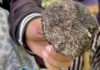 Officials warn of poisonous wild mushrooms during rainy season Officials warn of poisonous wild mushrooms during rainy season