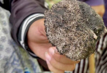 Officials warn of poisonous wild mushrooms during rainy season Officials warn of poisonous wild mushrooms during rainy season