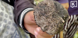 Officials warn of poisonous wild mushrooms during rainy season Officials warn of poisonous wild mushrooms during rainy season
