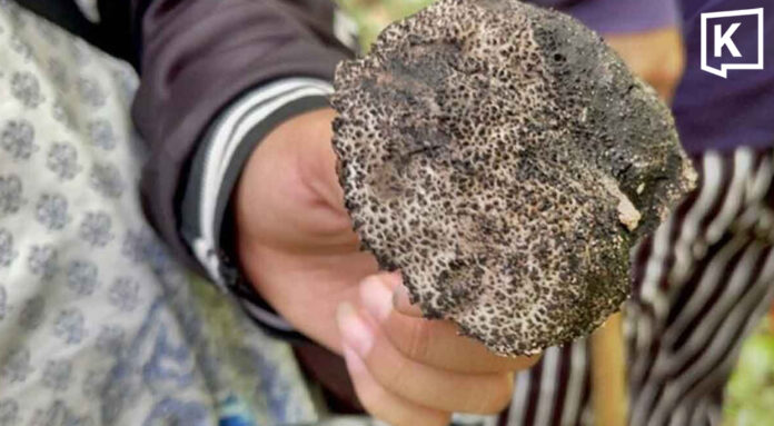 Officials warn of poisonous wild mushrooms during rainy season