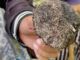 Officials warn of poisonous wild mushrooms during rainy season Officials warn of poisonous wild mushrooms during rainy season
