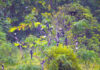 Over 30 hornbills flock to Khao Yai villa garden Over 30 hornbills flock to Khao Yai villa garden