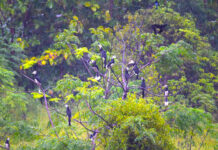 Over 30 hornbills flock to Khao Yai villa garden Over 30 hornbills flock to Khao Yai villa garden