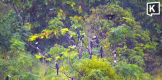 Over 30 hornbills flock to Khao Yai villa garden Over 30 hornbills flock to Khao Yai villa garden