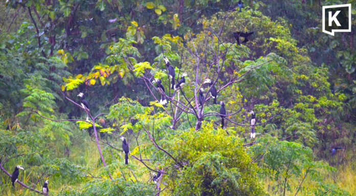 Over 30 hornbills flock to Khao Yai villa garden